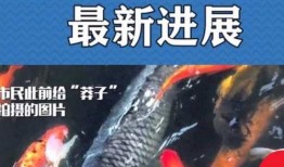 最新偷鱼爆料新闻事件,揭秘黑幕，渔民权益再受挑战